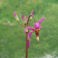 Primula 'Queen Victoria' 